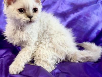 Tryst - Selkirk Rex - Gallery Photo #1