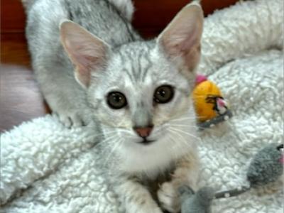 F4 SBT Savannah Mystic - Savannah - Gallery Photo #1