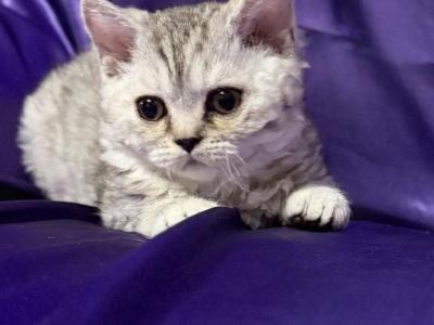 Sprite - Selkirk Rex - Gallery Photo #1