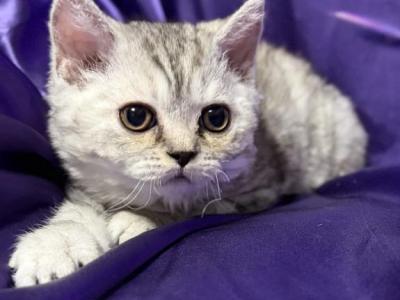 Sprite - Selkirk Rex - Gallery Photo #1