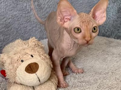 Sammy - Sphynx - Gallery Photo #1