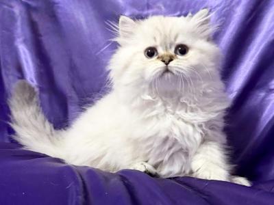 Lassie - Selkirk Rex - Gallery Photo #1