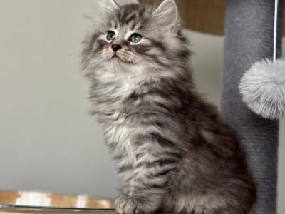 Rosie - Persian - Gallery Photo #1
