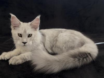 Boy Dobrynia - Maine Coon - Gallery Photo #1