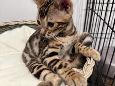 Bella - Bengal - Gallery Photo #1