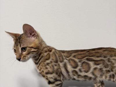 Loki - Bengal - Gallery Photo #1