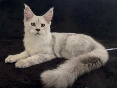 Starlet Pet - Maine Coon - Gallery Photo #1
