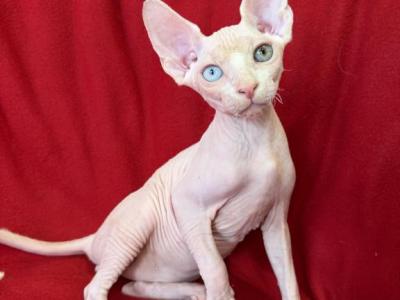 Diego Odd Eye - Sphynx - Gallery Photo #1