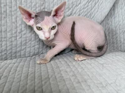 Beky - Sphynx - Gallery Photo #1