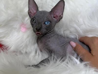 Storm ODD EYE - Sphynx - Gallery Photo #1