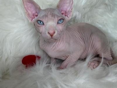 Sky DBE Program - Sphynx - Gallery Photo #1