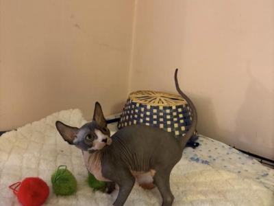 Sunshine - Sphynx - Gallery Photo #1