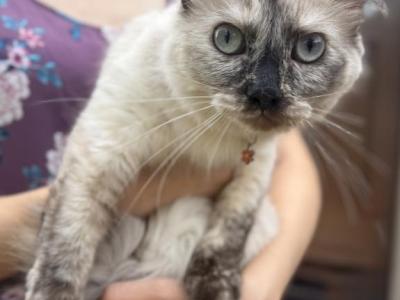 Toffee Is Her Name And Love Is Her Favorite - Ragdoll - Gallery Photo #1