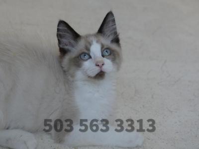 Thomas Traditional Seal Bicolor Point - Ragdoll - Gallery Photo #1