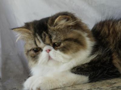 Pommelee     Exotic Longhair - Exotic - Gallery Photo #1