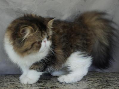 Pommelee     Exotic Longhair - Exotic - Gallery Photo #1