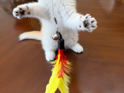Dalia - British Shorthair - Gallery Photo #1