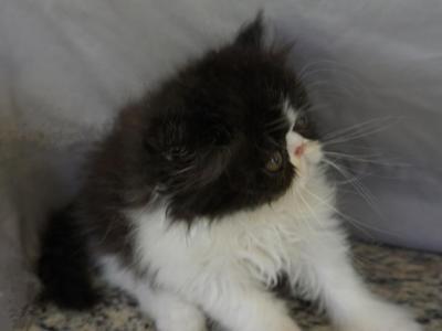 Puffin - Exotic - Gallery Photo #1