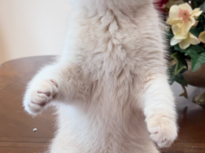 Felix - British Shorthair - Gallery Photo #1