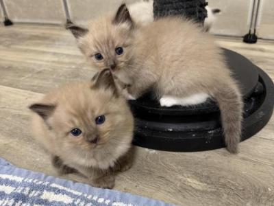 Sunny - Ragdoll - Gallery Photo #1