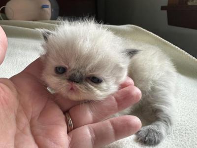 Blue Bell - Persian - Gallery Photo #1