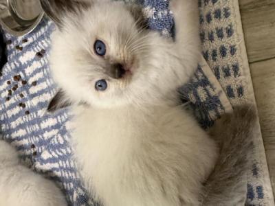 Stephanie - Ragdoll - Gallery Photo #1