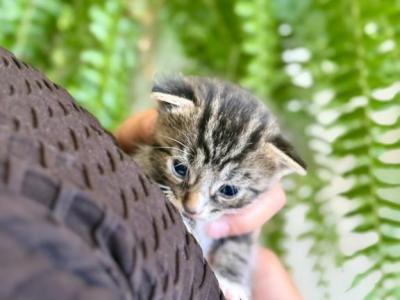 Daisy Lou - American Shorthair - Gallery Photo #1