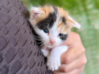 Willow - American Shorthair - Gallery Photo #1