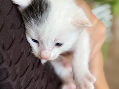Milo - American Shorthair - Gallery Photo #1