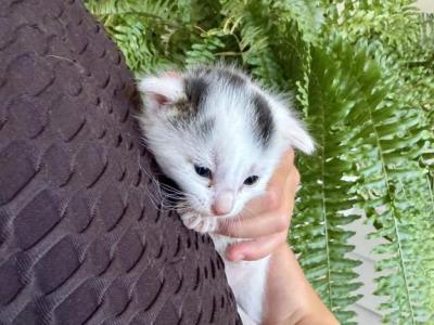 Oliver - American Shorthair - Gallery Photo #1