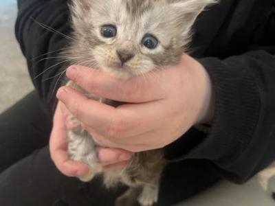 Susan B Meowthony - Maine Coon - Gallery Photo #1