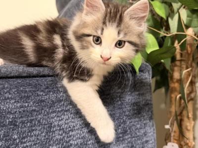Oreo - Maine Coon - Gallery Photo #1
