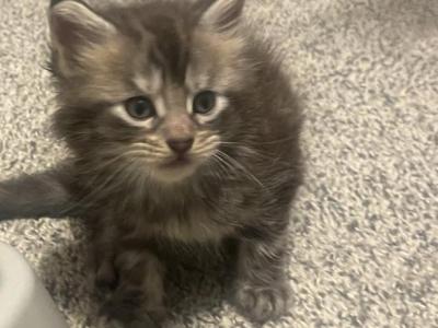 John Catoms - Maine Coon - Gallery Photo #1