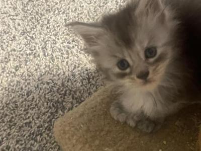 Marika - Maine Coon - Gallery Photo #1