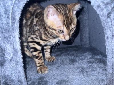 Bengal Kitten - Domestic - Gallery Photo #1