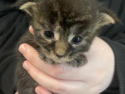 Martha Meowington - Maine Coon - Gallery Photo #1
