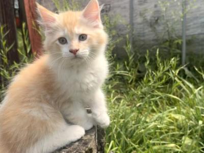 Quasi - Maine Coon - Gallery Photo #1