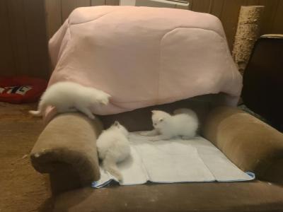 Simba Nala And Zazu - Ragdoll - Gallery Photo #1
