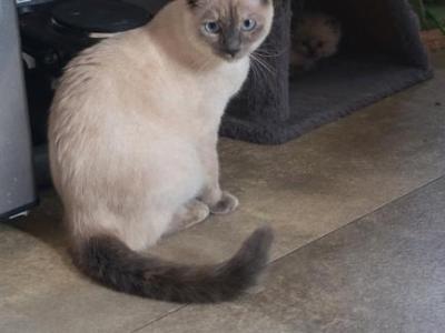CeCe Blue Point Siamese - Siamese - Gallery Photo #1