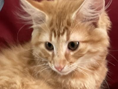 Fritz - Norwegian Forest - Gallery Photo #1