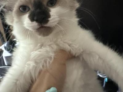 Mochi - Siamese - Gallery Photo #1