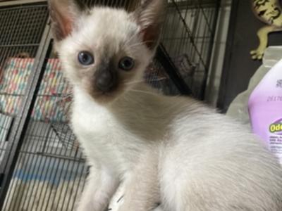 Siamese Kittens - Siamese - Gallery Photo #1