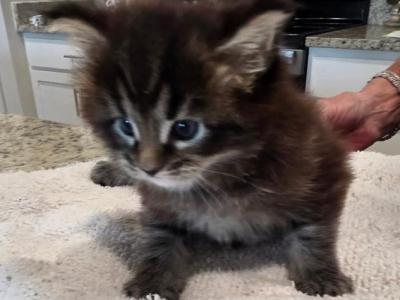 Sterling Baby - Maine Coon - Gallery Photo #1