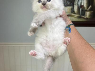Eva - Ragdoll - Gallery Photo #1