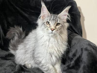 Forzho - Maine Coon - Gallery Photo #1