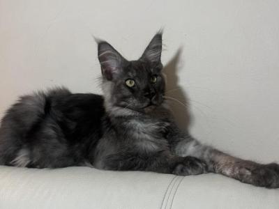 Boy V60 - Maine Coon - Gallery Photo #1