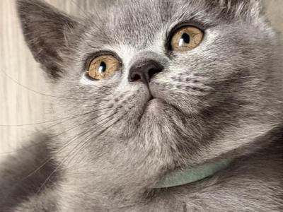 Mia - British Shorthair - Gallery Photo #1