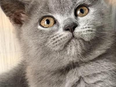 Mia - British Shorthair - Gallery Photo #1