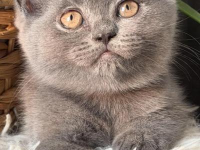 Nala - British Shorthair - Gallery Photo #1