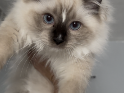 REEF Seal Mitted - Ragdoll - Gallery Photo #1